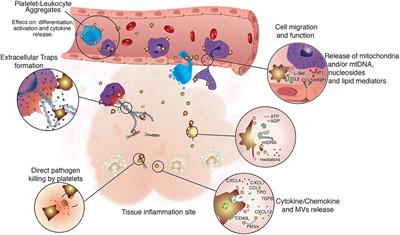 Regulation of Innate Immune Responses by Platelets